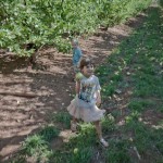Kids Inc. Apple Orchard at Apple Hill, 2012 Copyright Will Hull, Windy Pinwheel