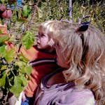 Apple Hill: More apple fun at Hangtown Kid Apple Orchard, 2012 Copyright Lauren Bradfield, Windy Pinwheel