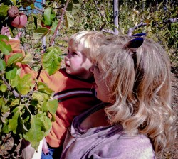 Apple Hill: More apple fun at Hangtown Kid Apple Orchard, 2012 Copyright Lauren Bradfield, Windy Pinwheel adventures at apple hill: part 2