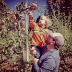 Apple Hill: Picking Fuji apples at Hangtown Kid Apple Orchard, 2012 Copyright Lauren Bradfield, Windy Pinwheel