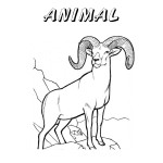 Nevada Day Coloring Book: State Animal, Big Horn Sheep, 2012 Copyright Christine Hull, Windy Pinwheel