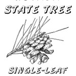 Nevada Day Coloring Book: State Tree(s), Piñon Pine and Ponderosa Pine, 2012 Copyright Christine Hull, Windy Pinwheel
