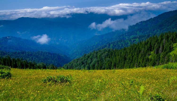 Meadow and Forest Background