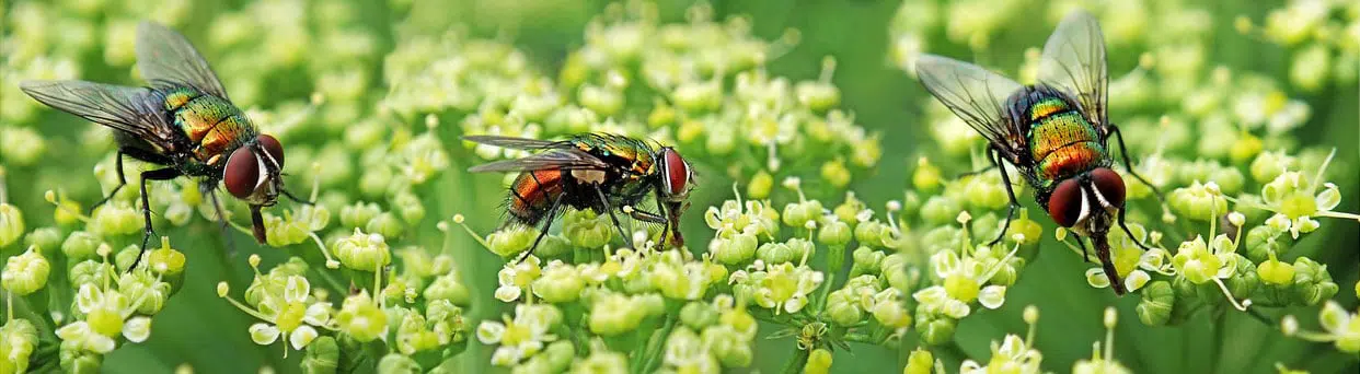 Flies on flowers controlling harmful insects in your garden